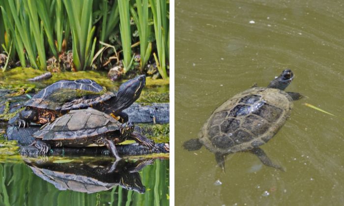 Eine Kollage mit zwei Bildern von Schildkröten