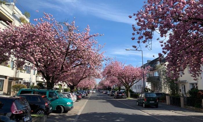 Kirschblüte im Nibelungenweg