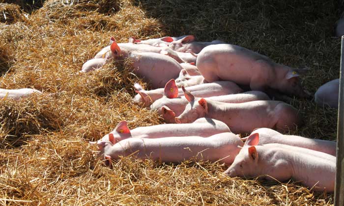 Klasse statt Masse: glückliche Schweine