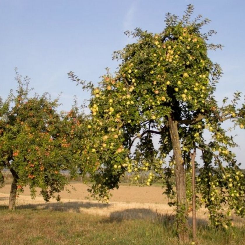 Obstbaumplantage bei schönem Wetter © Rhein-Voreifel-Touristik e.V.
