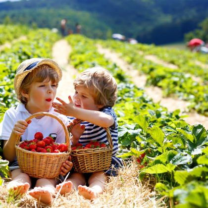 Kinder pflücken Erdbeeren © Irina Schmidt