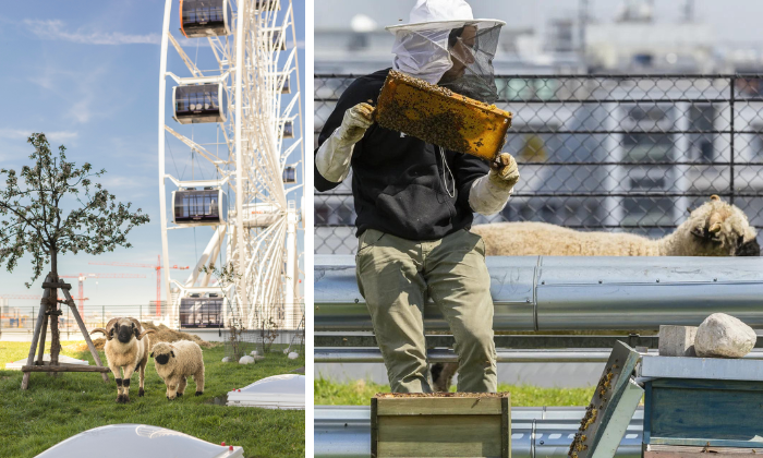 Riesenrad, Schafe und Imkerei auf der Stadtalm im Werksviertel Mitte in München © URKERN, Ivana Bilz